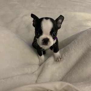 Meet your Posher, Amanda